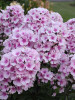 Phlox paniculata Bright Eyes 25 BR Plants