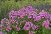 Phlox paniculata JUNIOR Dance PP16059 25 BR Plants