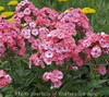 Phlox paniculata JUNIOR Dance PP16059 25 BR Plants