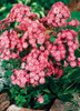 Phlox paniculata JUNIOR Dance PP16059 25 BR Plants