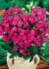 Phlox paniculata JUNIOR Dream PP16104 25 BR Plants