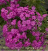 Phlox paniculata JUNIOR Dream PP16104 25 BR Plants