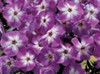 Phlox paniculata Laura 25 BR Plants