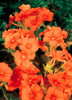 Phlox paniculata Orange Perfection 25 BR Plants