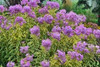 Phlox paniculata Shockwave PP23265 25 BR Plants