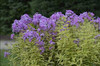 Phlox paniculata Shockwave PP23265 25 BR Plants