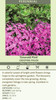 Phlox subulata Emerald Pink 25 BR Plants