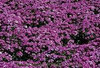 Phlox subulata Red Wing 25 BR Plants