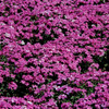 Phlox subulata 'Red Wing' (25) BR Plants