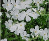 Phlox subulata White Delight 25 BR Plants