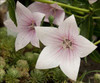 Platycodon Astra Pink 25 BR Plants