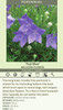 Platycodon grandiflorus Fuji Blue 25 BR Plants