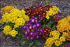 Primula Pacific Hybrids 30ct Flat