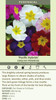 Primula Pacific Hybrids 30ct Flat