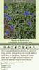 Pulmonaria longifolia Bertram Anderson 30ct Flat