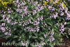 Pulmonaria longifolia Roy Davidson 30ct Flat