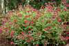 Pulmonaria Raspberry Splash PP12138 30ct Flat