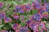 Pulmonaria Raspberry Splash PP12138 30ct Flat