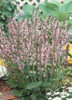 Salvia Eveline PP14905 25 BR Plants