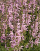 Salvia Eveline PP14905 25 BR Plants