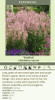 Salvia Eveline PP14905 25 BR Plants