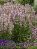 Salvia Eveline PP14905 25 BR Plants