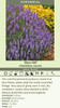 Salvia nemorosa Blue Hill 25 BR Plants