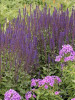 Salvia nemorosa Caradonna 25 BR Plants