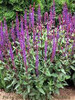 Salvia nemorosa Caradonna 25 BR Plants