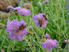 Scabiosa columbaria Butterfly Blue 30ct Flat