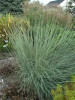Schizachyrium scoparium Prairie Blues 30ct Flat
