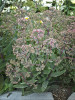 Sedum GARNET BROCADE TM Garbro PP16350 25 BR Plants