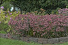 Sedum GARNET BROCADE TM Garbro PP16350 25 BR Plants