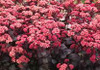 Sedum Purple Emperor 25 BR Plants