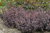 Sedum Purple Emperor 25 BR Plants