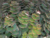 Sedum sieboldii 25 BR Plants