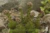 Sempervivum Braunii 25 BR Plants