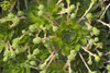 Sempervivum Braunii 25 BR Plants
