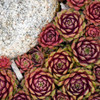 Sempervivum 'Ruby Heart' (25) BR Plants