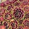 Sempervivum 'Ruby Heart' (25) BR Plants