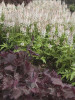 Tiarella Iron Butterfly PP12396 30ct Flat