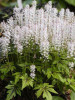 Tiarella Iron Butterfly PP12396 30ct Flat