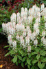 Tiarella Spring Symphony PP12397 30ct Flat