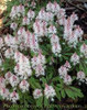 Tiarella Spring Symphony PP12397 30ct Flat