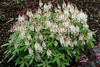 Tiarella Spring Symphony PP12397 30ct Flat