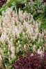 Tiarella Sugar and Spice PP16738 30ct Flat