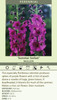 Verbascum Summer Sorbet 20ct Flat