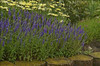 Veronica Hocus Pocus PP23853 25 BR Plants