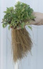 Veronica longifolia Eveline PP14888 25 BR Plants