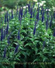 Veronica Sunny Border Blue 25 BR Plants